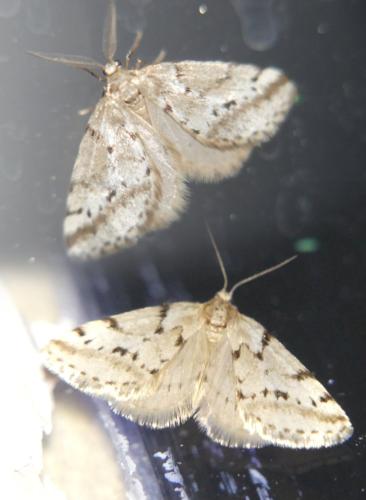 Tephronia oranaria